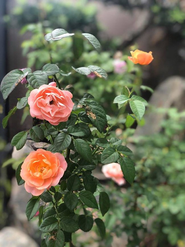 thi công nội thất biệt thự nhà ca sĩ Cao Thái Sơn 6